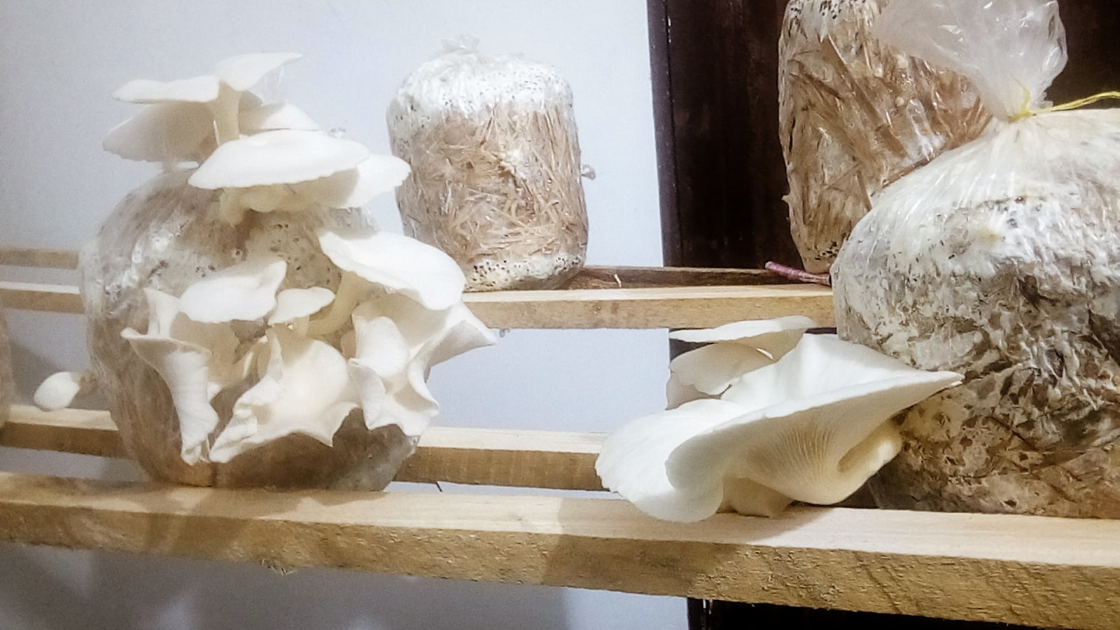 Blocos de substrato em sacos plásticos sobre prateleiras de madeira, com cogumelos ostra frutificando